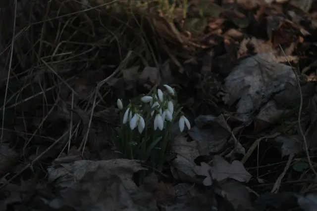 Industar-50 50mm f3.5 (M39) KMZ - Wersja z srebrnym tubusem - 00004838.webp