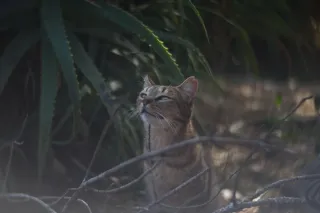 Simplex Ampro Ltd 2.5cala (63.5mm) f1.8 16mm (DIY) - 00003137.webp