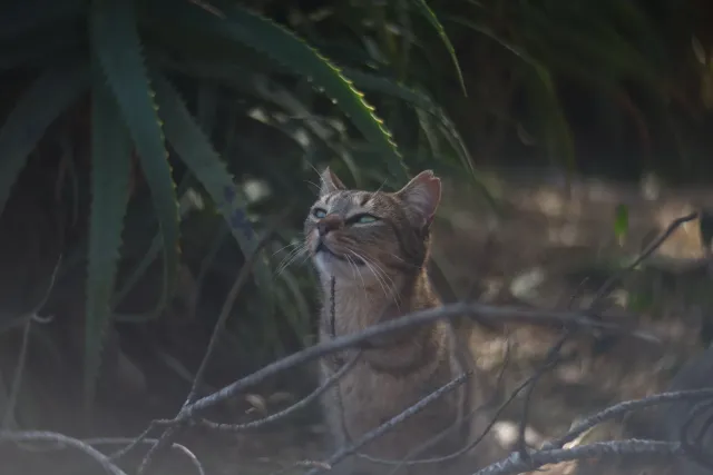 Simplex Ampro Ltd 2.5cala (63.5mm) f1.8 16mm (DIY) - 00003137.webp