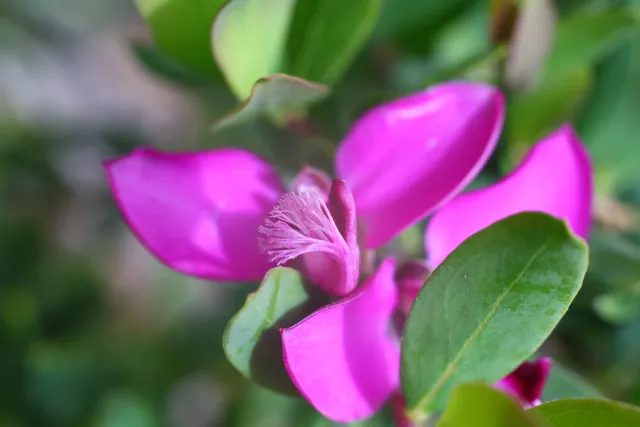 Carl Zeiss Jena DDR Pancolar Electric 50mm f1.8 (M42) - 00004075.webp