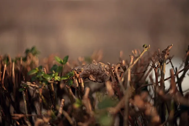 Yashica Lens ML 50mm f1.9 (CY) - 00005396.webp