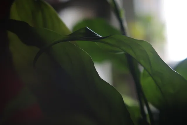 Formula 5 Gold Crown Macro Zoom 60-150mm f4 MC (M42) - 00005037.webp