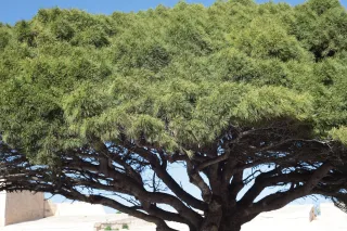 Carl Zeiss Jena DDR Pancolar Electric 50mm f1.8 (M42) - 00003613.webp