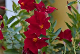 Zenith Helios-77M-4 50mm f1.8 VOMZ (M42) - 00001032.webp