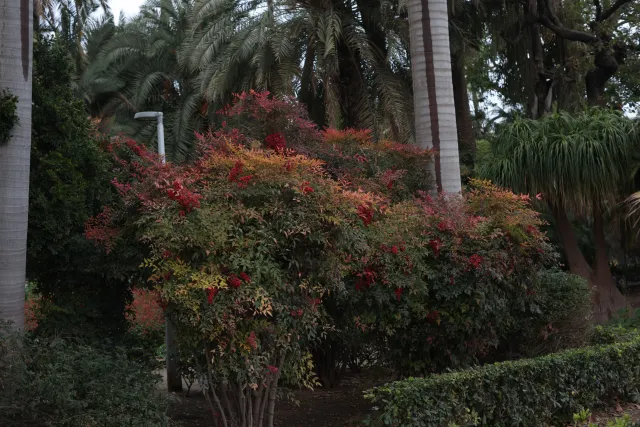 Minolta MC Rokkor-PF 55mm f1.7 (Minolta MCMD) - 00002242.webp