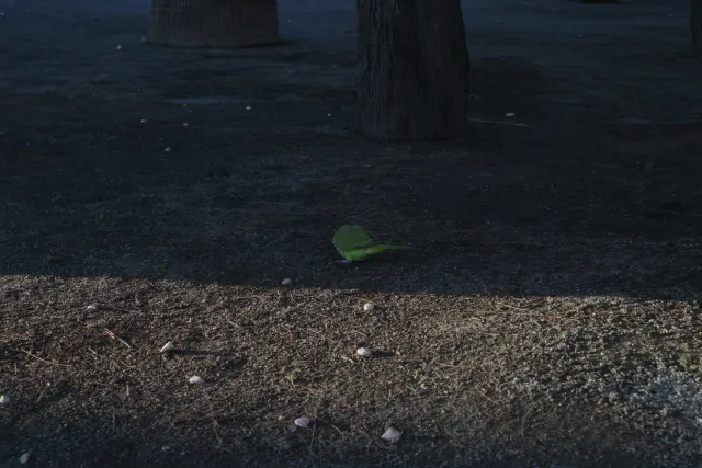 Industar-50-2 50mm f3.5 (M42) - 00002428.webp