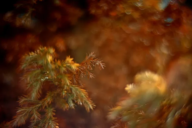 KOWA SUPER PROMINAR-16 50mm f1.2 Eiki 16mm (DIY) - 00002080.webp