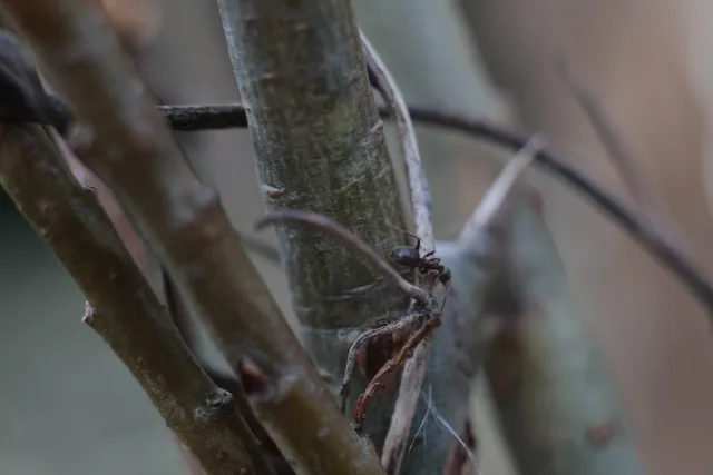 Kilfitt Makro-Kilar D f2.8 40mm (EXA) - 00005296.webp