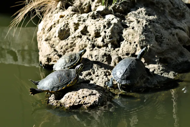 Zenith Helios-77M-4 50mm f1.8 VOMZ (M42) - 00001095.webp