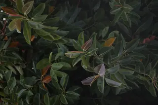 Tair-11A 135mm f2.8 (M42) - 00003328.webp