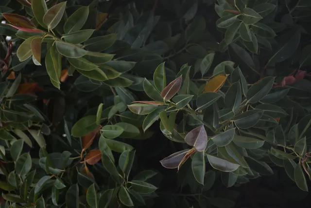 Tair-11A 135mm f2.8 (M42) - 00003328.webp