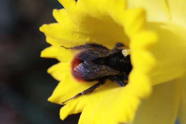 Canon Macro Lens FD 50mm f3.5 S.S.C. (FD) - 00005637.webp