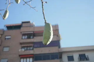 Meyer-Optik Görlitz Primagon 35mm f4.5 (M42) - 00002484.webp