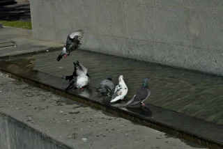 Zenith Helios-77M-4 50mm f1.8 VOMZ (M42) - 00000817.webp