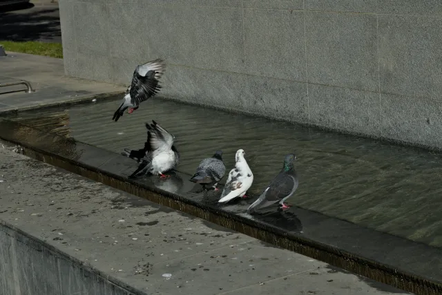 Zenith Helios-77M-4 50mm f1.8 VOMZ (M42) - 00000817.webp