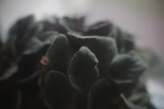 KOWA SUPER PROMINAR-16 50mm f1.2 Eiki 16mm (DIY) - 00003213.webp