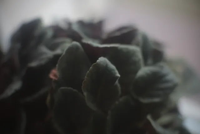 KOWA SUPER PROMINAR-16 50mm f1.2 Eiki 16mm (DIY) - 00003213.webp