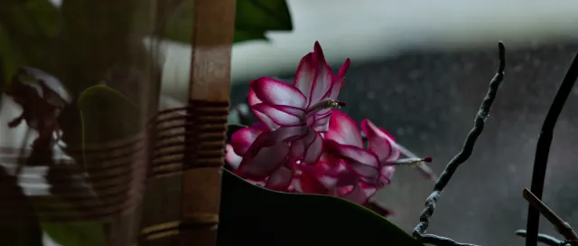 Carl Zeiss Jena Sonnar 180mm f2.8 MC (P6) - 00001512.webp