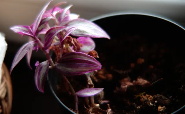 Vivitar 28-85mm f3.5-4.5 MC Macro Focusing Zoom (Olympus OM) - 00005489.webp