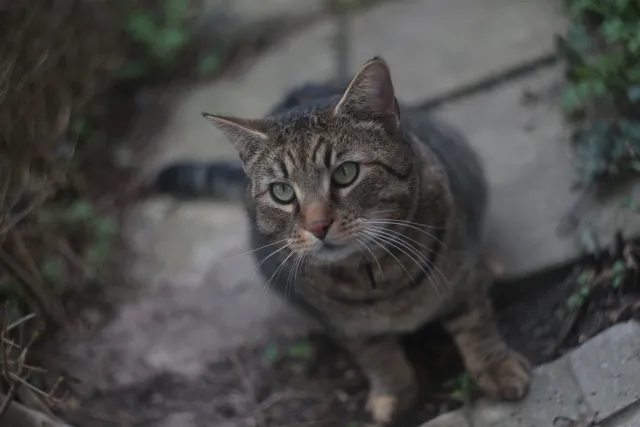 Helios 44-2 (M42) - 00005127.webp