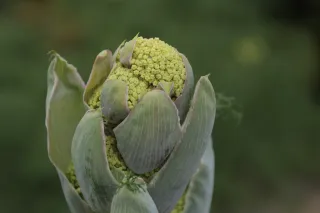 Tamron 28-300mm F3.5-6.3 (EF) - 00004564.webp