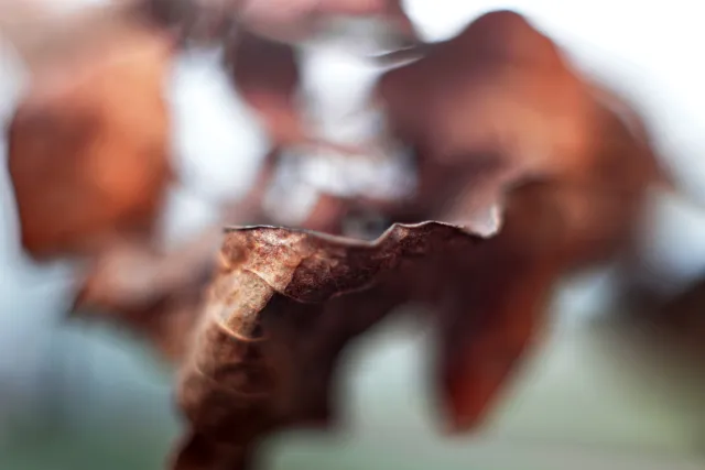 Yashica Lens ML 50mm f1.9 (CY) - 00005366.webp