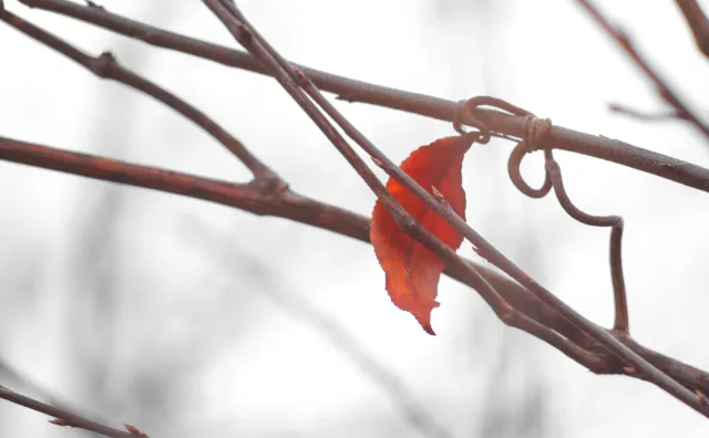 Canon Lens FD 135mm f2.5 S.C. (FD) - 00005258.webp