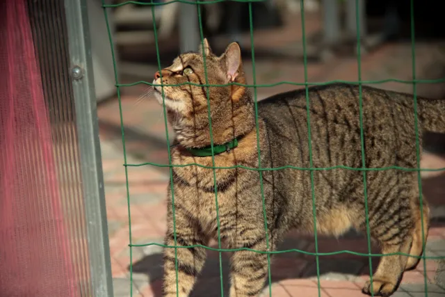 Vivitar Series 1 28-105mm f2.8-3.8 VMC Macro (Olympus OM) - 00005503.webp