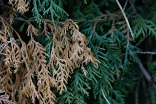 Carl Zeiss Jena Sonnar 180mm f2.8 MC (P6) - 00001527.webp