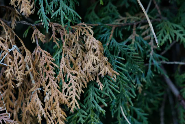 Carl Zeiss Jena Sonnar 180mm f2.8 MC (P6) - 00001527.webp