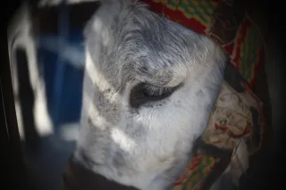 Simplex Ampro Ltd 2.5cala (63.5mm) f1.8 16mm (DIY) - 00003103.webp