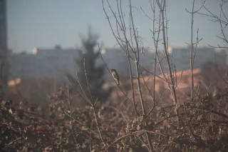 Vivitar Series 1 70-210mm f3.5 Macro Focusing (FD) - 00004737.webp