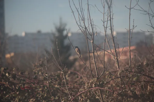 Vivitar Series 1 70-210mm f3.5 Macro Focusing (FD) - 00004737.webp