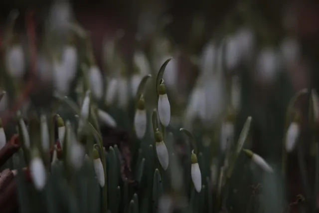 Carl Zeiss Jena DDR S 180mm f2.8 Zebra (M42) - 00004755.webp